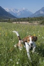 Beagle in flower meadow