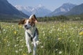 Beagle in flower meadow