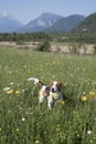 Beagle in flower meadow