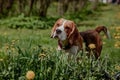 Beagle in a flower meadow with yellow dandelions in summer