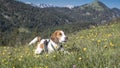 Beagle on a flowering mountain meadow