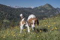 Beagle on a flowering mountain meadow