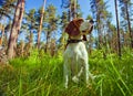 Beagle in forest