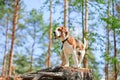 Beagle in forest