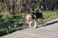 Beagle in forrest