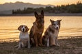 Beagle, German Shepherd and Border Collie sit on the beach at sunset. Obedient dogs posing. Outdoor photos of pets Royalty Free Stock Photo