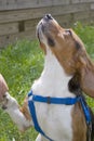 Beagle Giving His Paw Royalty Free Stock Photo