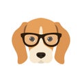 Beagle in glasses.