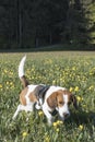 Beagle in globeflower meadow Royalty Free Stock Photo