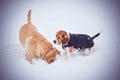 Beagle Golden Retriever in the snow january february winter fun cold Royalty Free Stock Photo