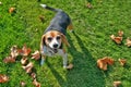 Beagle on grass