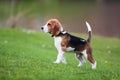 Beagle on green grass