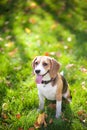 Beagle in green grass