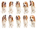 Beagle grimaces Royalty Free Stock Photo