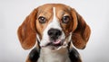 Beagle grimaces, on a white background Royalty Free Stock Photo