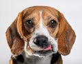 Beagle grimaces, on a white background Royalty Free Stock Photo