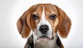 Beagle grimaces, on a white background Royalty Free Stock Photo