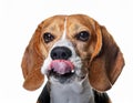 Beagle grimaces, on a white background Royalty Free Stock Photo