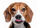 Beagle grimaces, on a white background Royalty Free Stock Photo