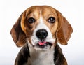 Beagle grimaces, on a white background Royalty Free Stock Photo