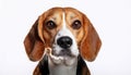 Beagle grimaces, on a white background Royalty Free Stock Photo