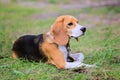 Beagle Harrier dog on the grass Royalty Free Stock Photo