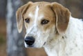 Beagle Harrier mixed Breed Hound Dog profile portrait Royalty Free Stock Photo