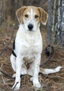 Beagle Harrier mixed Breed Hound Dog sitting Royalty Free Stock Photo