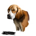 Beagle-Harrier scent hound breed dog digital art illustration isolated on white background. French origin medium-sized hunting