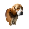 Beagle-Harrier scent hound breed dog digital art illustration isolated on white background. French origin medium-sized hunting