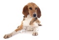 Beagle Harrier Royalty Free Stock Photo
