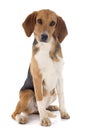 Beagle Harrier Royalty Free Stock Photo