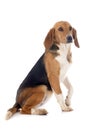 Beagle Harrier Royalty Free Stock Photo