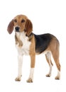 Beagle Harrier Royalty Free Stock Photo