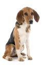 Beagle Harrier Royalty Free Stock Photo