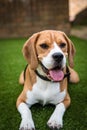 Beagle having fun laying down Royalty Free Stock Photo