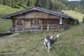 Beagle and idyllic Soinalm Royalty Free Stock Photo