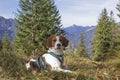 Beagle hike to Trainsjoch Royalty Free Stock Photo