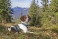 Beagle hike to Trainsjoch Royalty Free Stock Photo