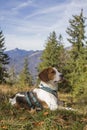 Beagle hike to Trainsjoch Royalty Free Stock Photo