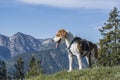 Beagle hikes to the Hochalm