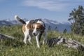 Beagle hikes to the Hochalm