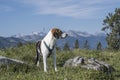 Beagle hikes to the Hochalm