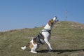 Beagle hikes to the Zwiesel