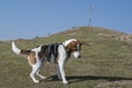 Beagle hikes to the Zwiesel