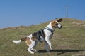 Beagle hikes to the Zwiesel