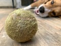 Beagle with his old tennis ball