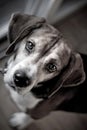 Beagle Hound Dog Portrait Royalty Free Stock Photo