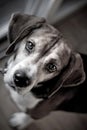 Beagle Hound Dog Portrait Royalty Free Stock Photo