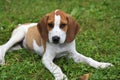 Beagle Hound Dog Puppy
